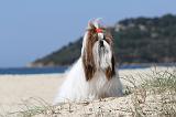 SHIH TZU 020
